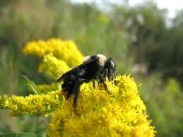 Only female bumble bees have stingers. Getting Rid Of Underground Bumble Bee Nest Thriftyfun