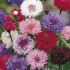 Cornflower Seeds Polka Dot Mix At Suttons Seeds Flower Seeds Annual Flowers Grow Flower Seeds