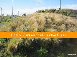 Image result for Aristida effusa