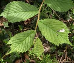 Image result for Ulmaceae