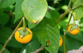 Image result for Solanum aculeatissimum
