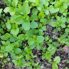 Wie unkraut bleibt sie (liebe) fest eingepflanzt an ihrem ursprung haften. Unkraut Bestimmen Und Wildkrauter Im Garten Gartenblog