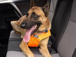 Kitchen set toys picture drawing of dog. Best Dog Car Travel Accessories To Take Your Pet On A Road Trip