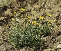 Image result for Pentanema