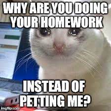 Top Laughing So Hard Cat Memes Cat Memes 2019 Meaning Cat Quotes Funny Cat Memes Cat Quotes