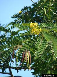 Image result for Senna siamea