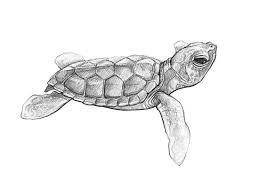 Green Sea Turtle Art Design Pencil Sketch Photographic Print By Madliart In 2021 Turtle Art Sea Turtle Art Sea Turtle Drawing