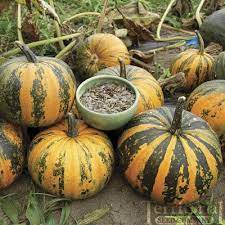 Kakai Hulless Pumpkinorganic Such Lovely Pumpkins Seeds Pumpkin Garden Plants Vegetable