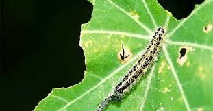 Check spelling or type a new query. How To Control And Prevent Cabbage Worms In Your Garden