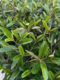 Image result for Caperonia serrata