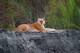 India s only golden tiger spotted in assam burning issues free pdf golden tiger in the zoo melanistic. India S Only Golden Tiger Spotted In Assam S Kaziranga National Park Deccan Herald