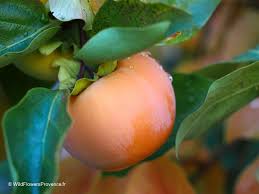 Image result for Diospyros kirkii