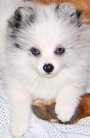 Pin On Pomeranian