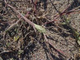 Image result for Elymandra