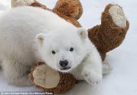 Busty kali using a toy brought to you by xxxbunker.com. Orphaned Polar Bear Makes Friends With Some Cuddly Toys In His Enclosure Daily Mail Online