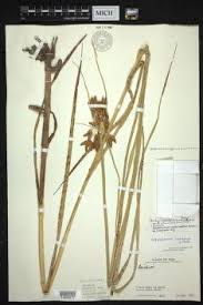 Image result for Bolboschoenus glaucus