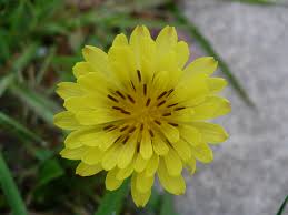 Image result for Pycreus xantholepis