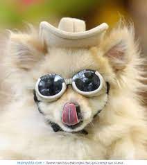 gozluklu hayvanlar google da ara designer dog collars luxury dog dressed up dogs