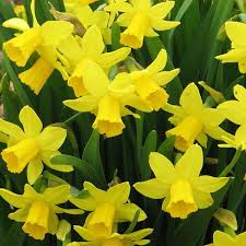 Narcissus Daffodil Tete A Tete Tips For Using Spring Bulbs To Add Color To Your Garden Spring Bulbs Spring Flowering Bulbs Daffodils