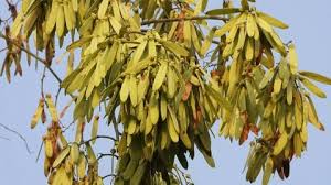 Image result for Ventilago