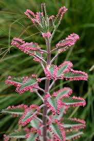 Pink Mother Of Thousands Plants Unusual Plants Succulents