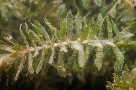 Image result for Hydrilla