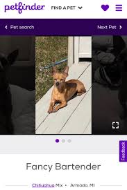 Maybe you would like to learn more about one of these? Petfinder Petfinder Twitter