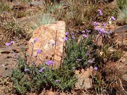 Image result for Vernonia sutherlandii