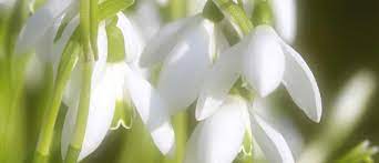 Snowdrop Flower Essence Loss Sadness Flower Essence Blog