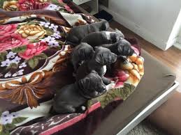 We did not find results for: Blueline Welpen American Pitbull Terrier555 Hunde Kleinanzeigen Net