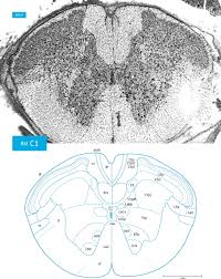 Are you the creator of this tool? Atlas Of The Rat Spinal Cord Sciencedirect