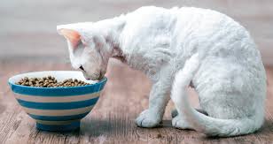 With the inability for cats to communicate verbally, it may be difficult for us to know how well. New Drug For Cats Battling Weight Loss Catwatch Newsletter