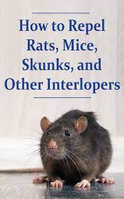 How To Repel Rats Mice Skunks And Other Interlopers Countryside In 2021 Getting Rid Of Rats Mice Repellent Getting Rid Of Mice