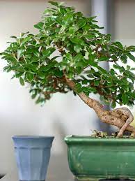 Topfen sie entsprechend den ficus jährlich oder zweijährlich um, alternativ können sie das gewächs auch mit flüssigdünger. Ihr Bonsai Verliert Blatter Daran Liegt S Mein Schoner Garten