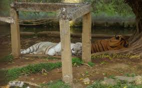 Salah satu yang sudah cukup terkenal adalah taman margasatwa mangkang atau kebun binatang mangkang. Serulingmas Banjarnegara Kebun Binatang Di Selamanik Coretanpetualang S Blog