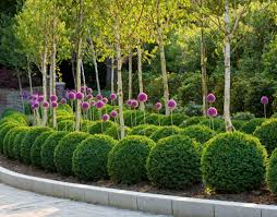 Pin By Agata Pokucinska On Garden Projects Boxwood Garden Topiary Garden Backyard Landscaping
