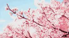 Hd wallpaper cherry blossom anime background hd. Anime Cherry Blossom Tree Gifs Tenor