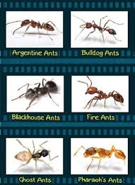 The professionals at home pest control have the knowledge and experience necessary to help you get rid of sugar ants here in south carolina. Ant Pest Control Removal In Melbourne Get Rid Of Ants