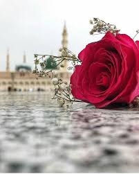Water droplets, gerbera flower, petals, closeup, macro, pink flower, bokeh, selective focus, 5k. Beautiful Flower Red Rose Wallpaper Quran