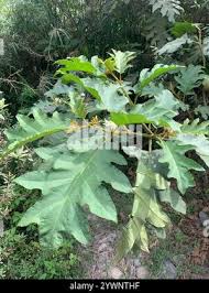 Image result for Solanum chrysotrichum
