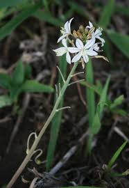 Image result for Trachyandra saltii