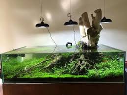 Tree Trunk And All Aquarium Design Fish Tank Aquarium