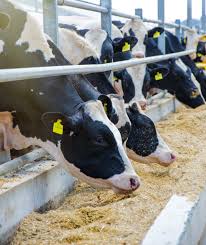 I migliori alimenti per animali di roma tuscolana li trovi presso il nostro punto vendita, sempre aperto e comodo da raggiungere in macchina perché dispone di parcheggio su strada e anche interno. Cos E Un Mangime Dagli Ingredienti Mangimi Alle Funzionalita
