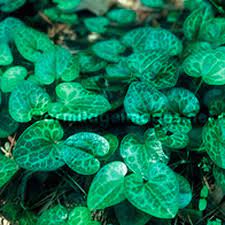 Asarum shuttleworthii is a perennial evergreen member of the asarum genus in the family aristolochiaceae. Callaway Ginger Finegardening