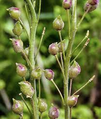 Image result for Berlinia orientalis