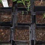 Maybe you would like to learn more about one of these? Prepping Asparagus For Winter Does Asparagus Need Winter Protection