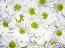 Save $$$ and get the best clothing & accessories prices with slickdeals. Flowers By Bulk