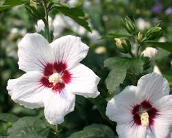 Image result for Hibiscus fuscus