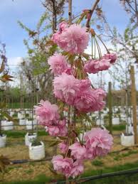 Maybe you would like to learn more about one of these? Barcham Pro Trees