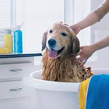 Enjoy the spa tub and free perks like continental breakfast and free self parking. Nashville Holistic Pet Nashville Tennessee Facebook